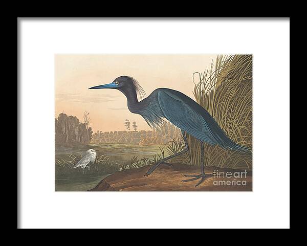 Audubon Framed Print featuring the painting Blue Crane or Heron by John James Audubon