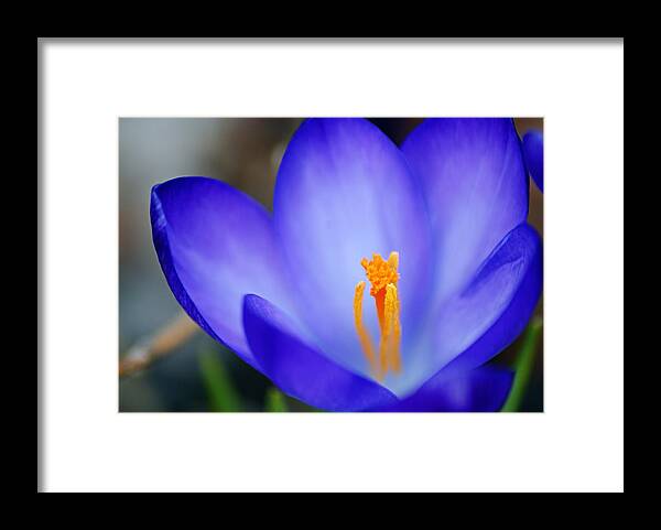 Photography Framed Print featuring the photograph Blue Crocus by Larry Ricker