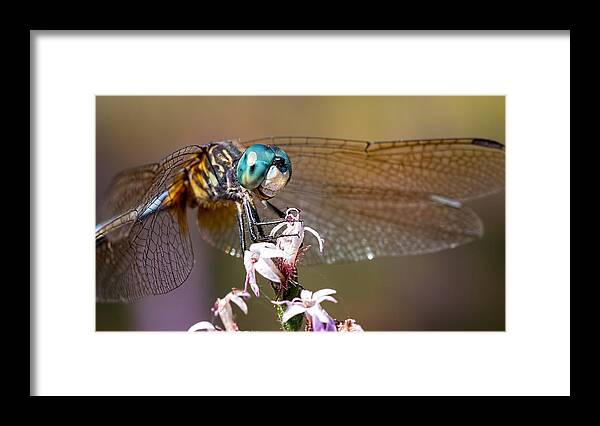 Dragonfly Framed Print featuring the photograph Blue Dasher Dragonfly Resting by Brad Boland