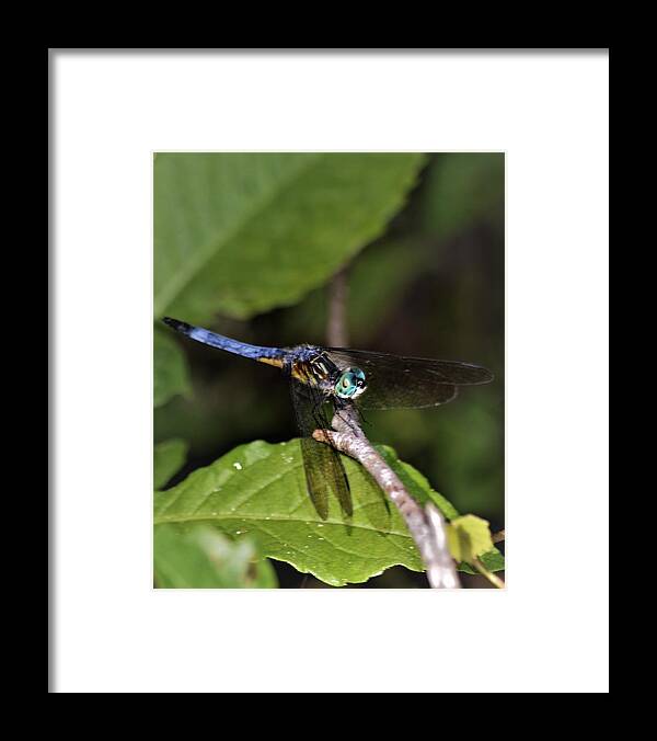 Blue Dasher Dragonfly Framed Print featuring the photograph Blue Dasher Dragonfly by Warren Thompson