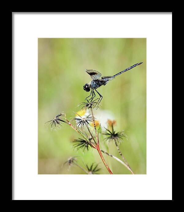Beautiful Framed Print featuring the photograph Blue Dragonfly by Dawn Currie