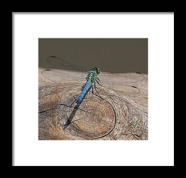 Dragonfly Framed Print featuring the photograph Blue Dragonfly on log by Ronda Ryan