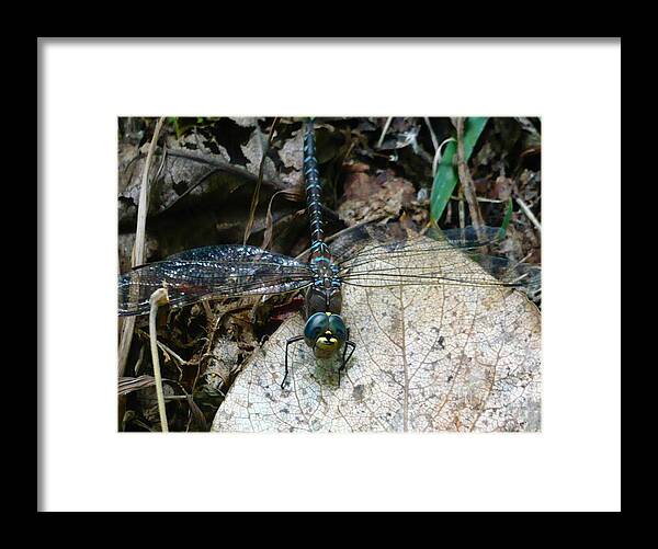 Blue Framed Print featuring the photograph Blue Dragonfly by 'REA' Gallery
