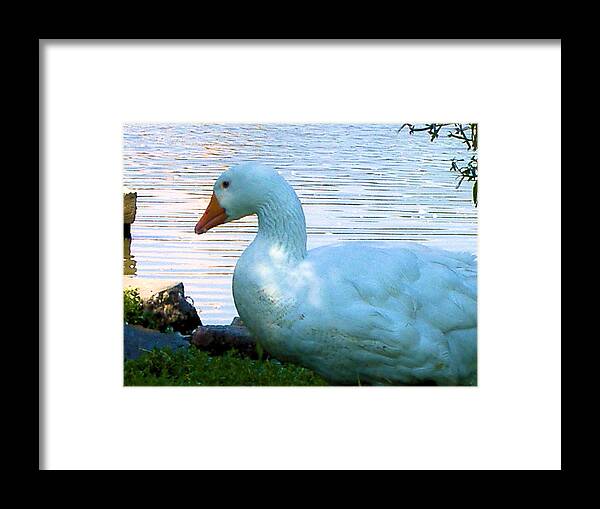 Duck Framed Print featuring the photograph Blue Duck by Diane Ferguson