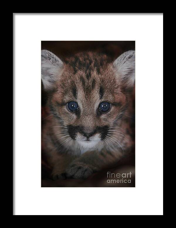 Cat Framed Print featuring the photograph Blue Eyed Baby by Becqi Sherman