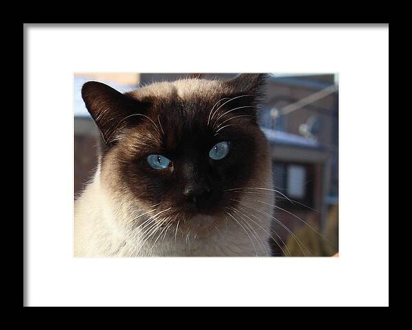 Cats Framed Print featuring the photograph Blue-Eyed Bonzai by Sandra Dalton