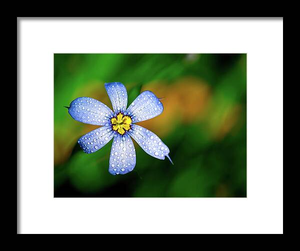 Flower Framed Print featuring the photograph Blue Eyed Grass Flower covered in Droplets by Brad Boland