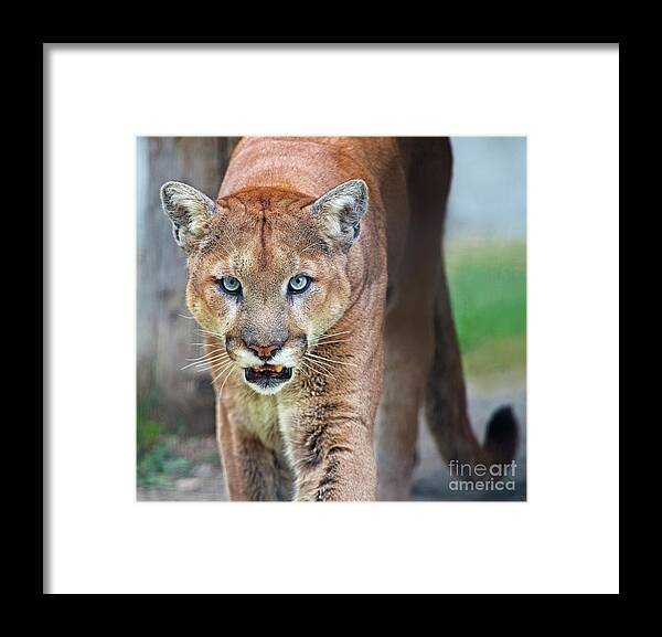 Festblues Framed Print featuring the photograph Blue Eyed Kitty.. by Nina Stavlund