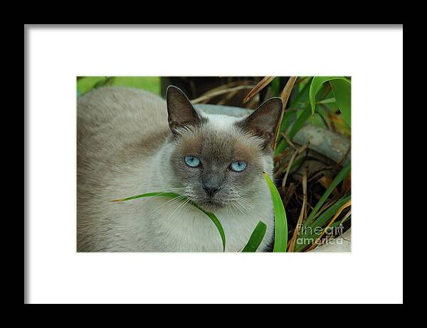 Cat Framed Print featuring the photograph Blue Eyes in the Garden by Kathi Shotwell