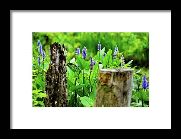 Bloom Framed Print featuring the photograph Blue Flowers and Artistic Logs by Dennis Dame