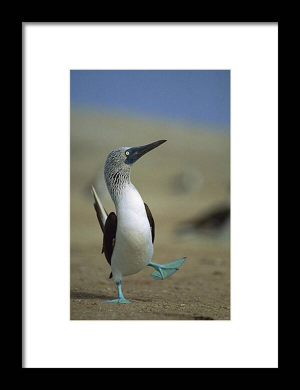 00140218 Framed Print featuring the photograph Blue-footed Booby Sula Nebouxii by Tui De Roy