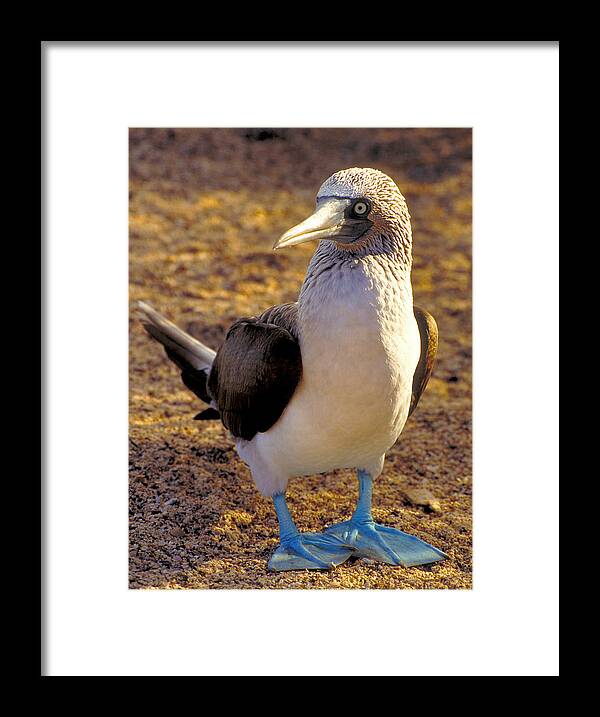 Blue Framed Print featuring the photograph Blue-Footed Booby by Ted Keller