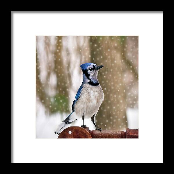 Blue Framed Print featuring the photograph Blue For You by Evelina Kremsdorf