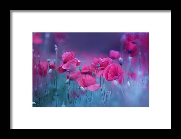 Nature Framed Print featuring the photograph Blue Garden Poppies by Magda Bognar