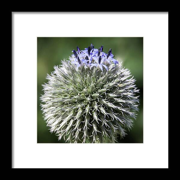 Blue Globe Thistle Framed Print featuring the photograph Blue Globe Thistle 3 - by Julie Weber