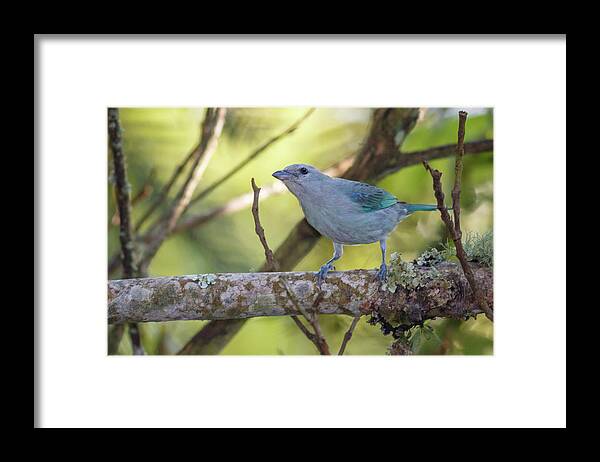 Alcazares Framed Print featuring the photograph Blue Gray Tanager Alcazares Manizales Colombia by Adam Rainoff