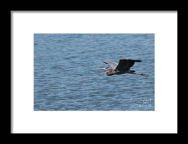 Birds Framed Print featuring the photograph Blue Heron # 1 by Geraldine DeBoer
