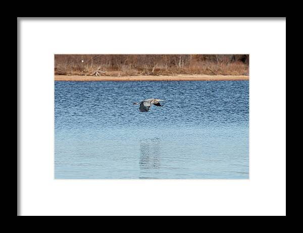 Nature Framed Print featuring the photograph Blue Heron by Doug Long