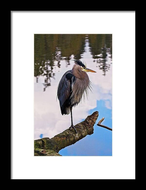 Great Blue Heron Framed Print featuring the photograph Blue Heron Edgy by Allan Van Gasbeck