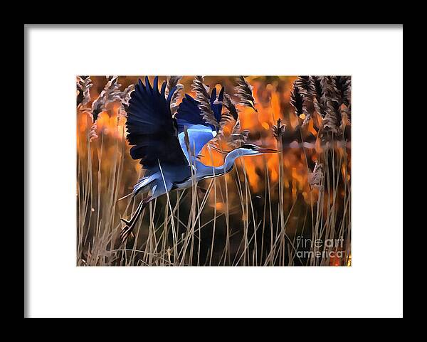 Cc2.0/by/ Framed Print featuring the photograph Blue Heron by Jack Torcello