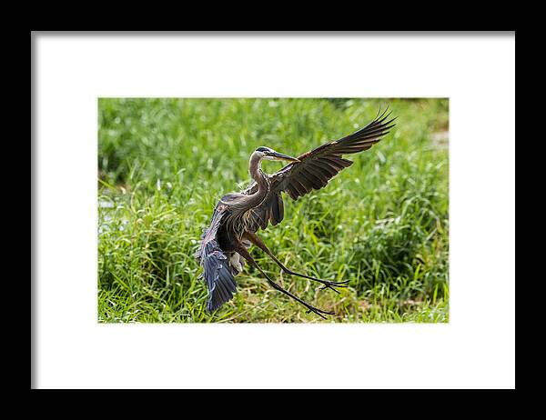 Wildlife Framed Print featuring the photograph Blue Heron Landing by Paul Freidlund