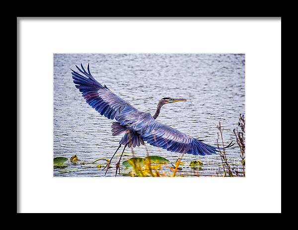 Peggy Franz Photography Framed Print featuring the photograph Blue Heron Take Off by Peggy Franz