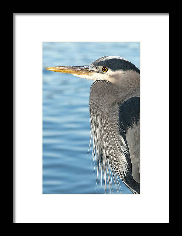 Heron Framed Print featuring the photograph Blue Heron by Terry Dadswell