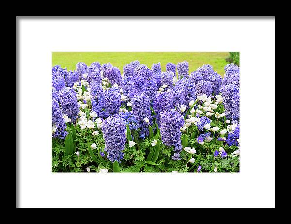 Netherlands Framed Print featuring the photograph Blue Hyacinth Flowerbed by Anastasy Yarmolovich