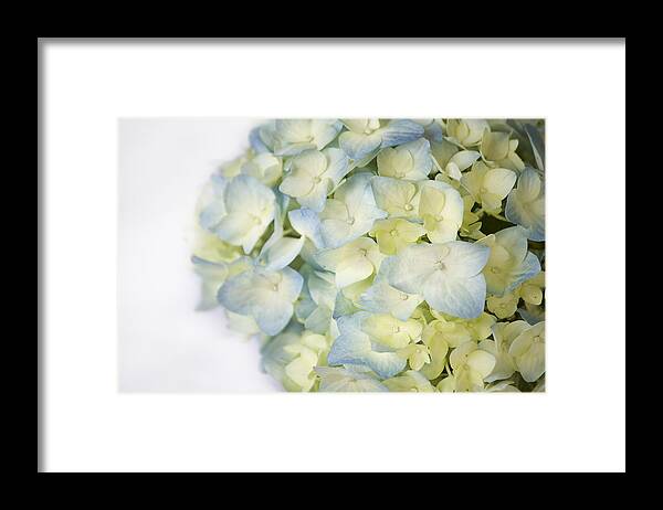 High Key Framed Print featuring the photograph Blue Hydrangea by Cheryl Day