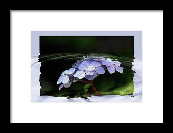 Blue Framed Print featuring the photograph Blue Hydrangea by Elaine Hunter