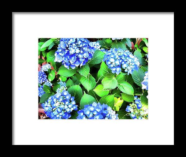 Blue Hydrangea Framed Print featuring the photograph Blue Hydrangea by Judy Palkimas