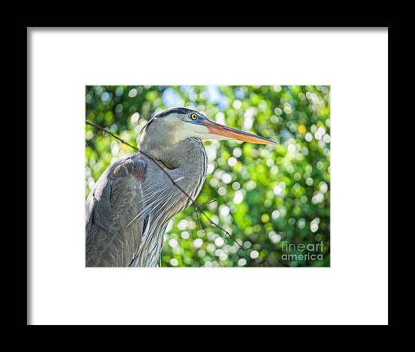 Everglades Birds Framed Print featuring the photograph Blue is Beautiful by Judy Kay