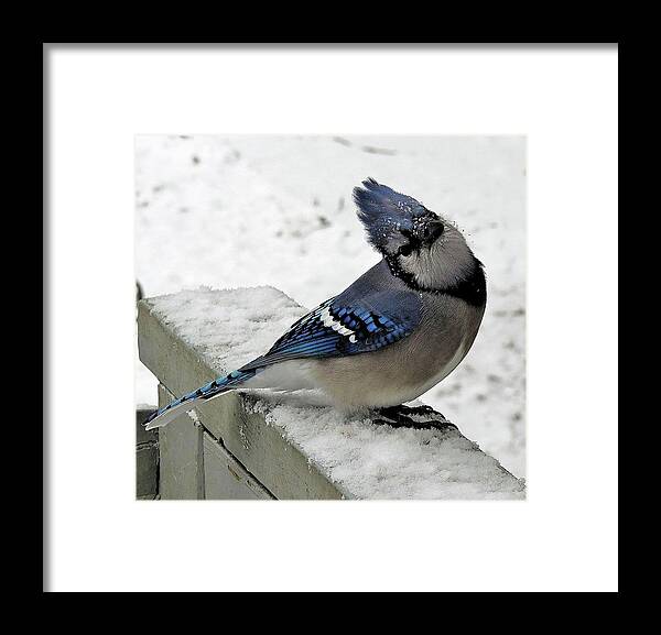 Blue Jay Framed Print featuring the photograph Blue Jay Begging for Another Peanut on a Snowy Day by Linda Stern