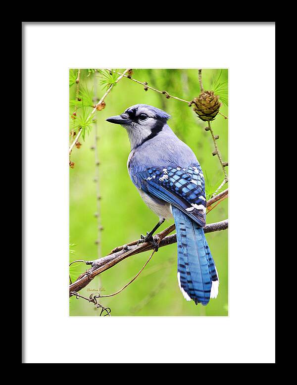 Blue Jay Framed Print featuring the photograph Blue Jay Bird by Christina Rollo
