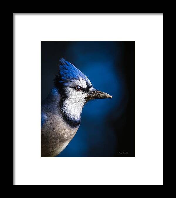 Blue Jay Framed Print featuring the photograph Blue Jay by Bob Orsillo