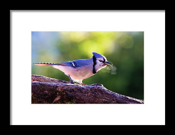Autumn Framed Print featuring the photograph Blue Jay Breath by Mircea Costina Photography