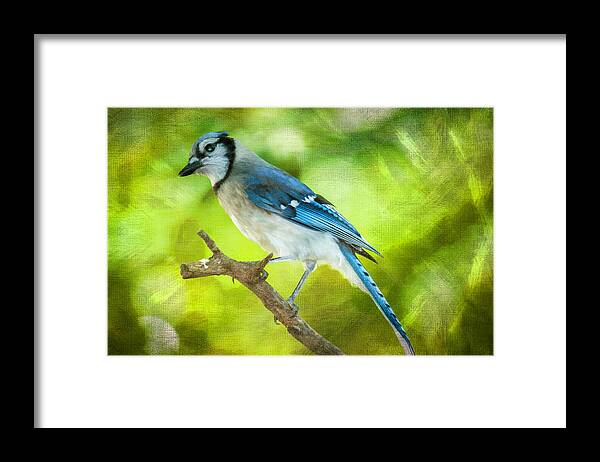 Bird Framed Print featuring the photograph Blue Jay by Cathy Kovarik