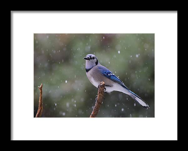 Blue Jay Framed Print featuring the photograph Blue Jay In Falling Snow by Daniel Reed