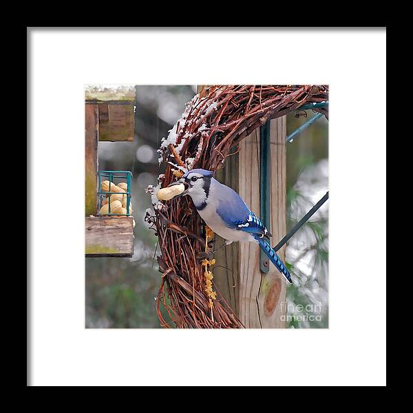 Blue Jay Framed Print featuring the photograph Blue Jay - Peanut Lover by Kerri Farley