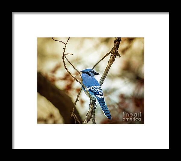 Nature Framed Print featuring the photograph Blue Jay by Robert Frederick
