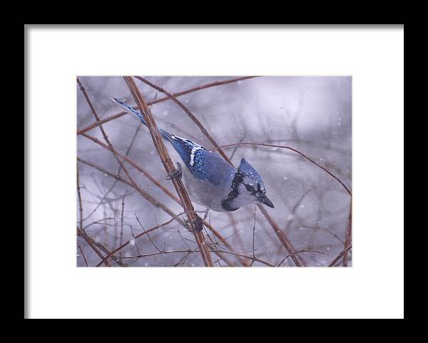 Birds Framed Print featuring the photograph Blue Jay Way by Ross Powell