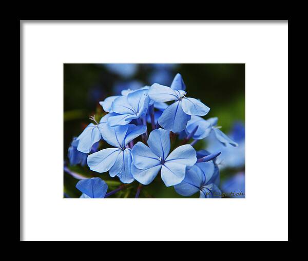 Floral Framed Print featuring the photograph Blue by Kerri Ligatich