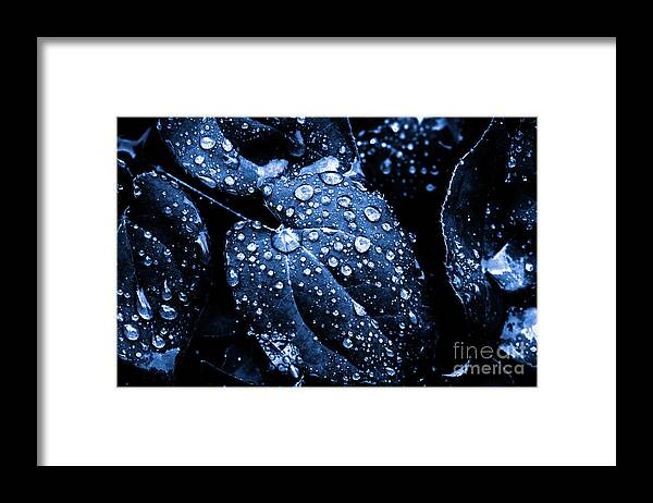 Blue Knight Framed Print featuring the photograph Blue Knight by Rachel Cohen