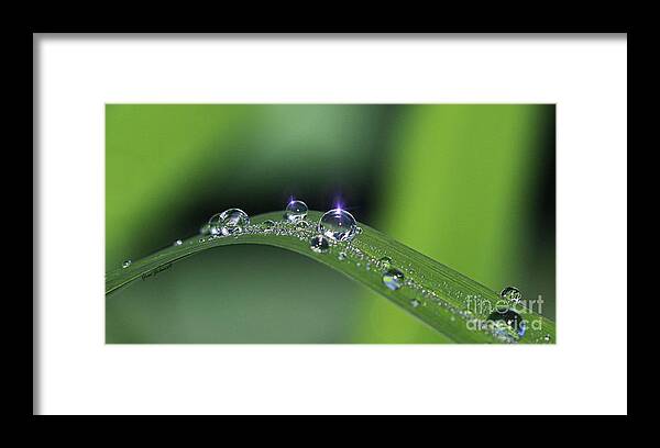 Droplets Framed Print featuring the photograph Blue light on the Droplets by Yumi Johnson