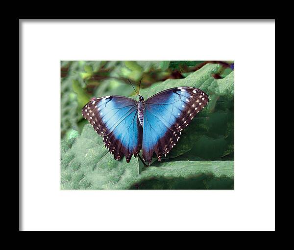 Butterfly Framed Print featuring the photograph Blue Morpho Butterfly by William Bitman