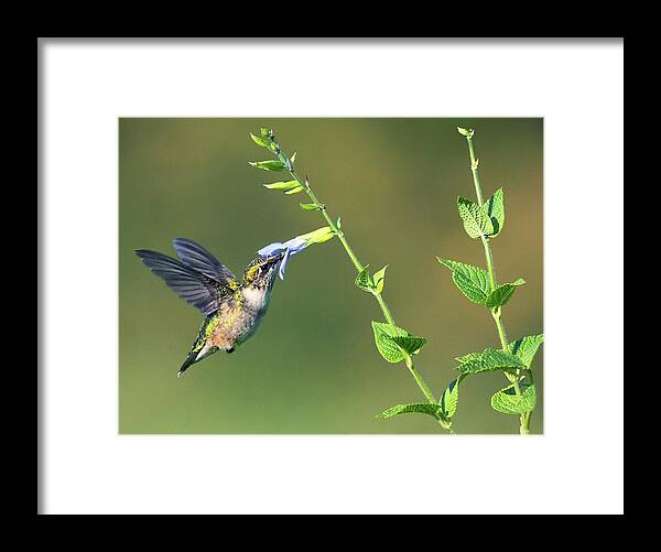 Ruby-throated Hummingbird Framed Print featuring the photograph Blue Nectar by Art Cole