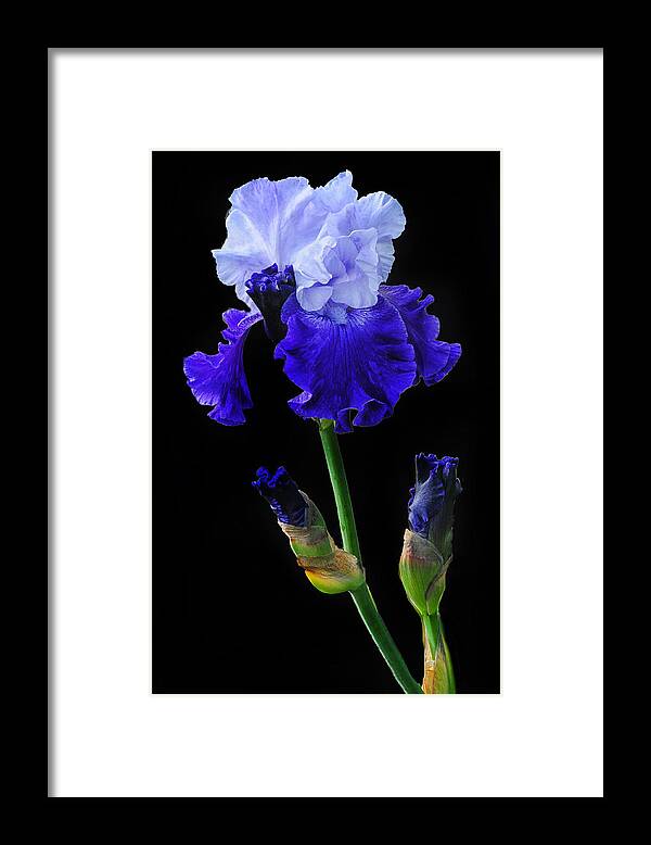 Iris Framed Print featuring the photograph Blue On Blue by Dave Mills