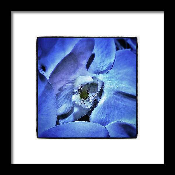 Flowergram Framed Print featuring the photograph Blue Orchids. They Represent Strength by Mr Photojimsf