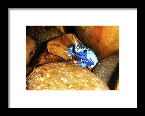 Poison Dart Frog Framed Print featuring the photograph Blue Poison Dart Frog by Anthony Jones
