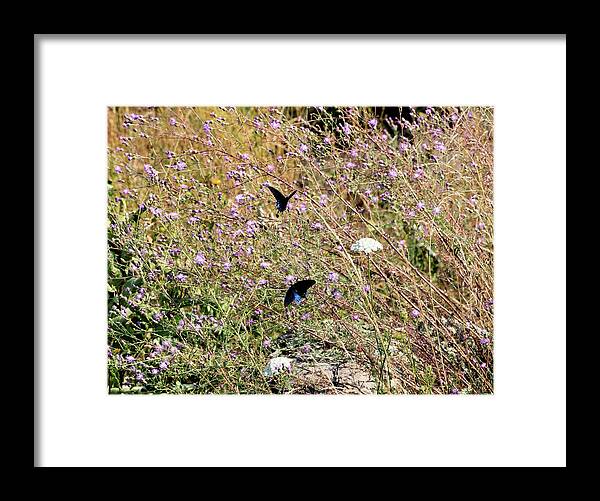Butterfly Framed Print featuring the photograph Blue Ridge Butterflies 4 by Matt Sexton